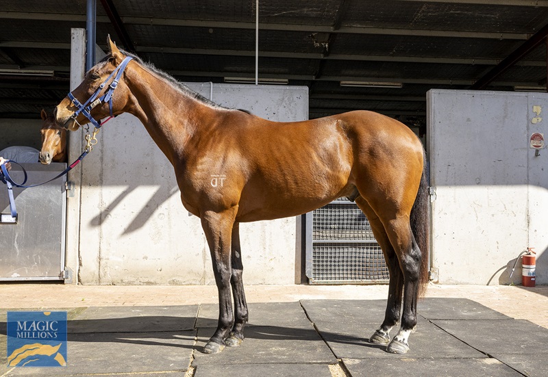 Napa Valley_Body.jpg - Image 1