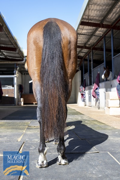 Napa Valley_Back.jpg - Image 4