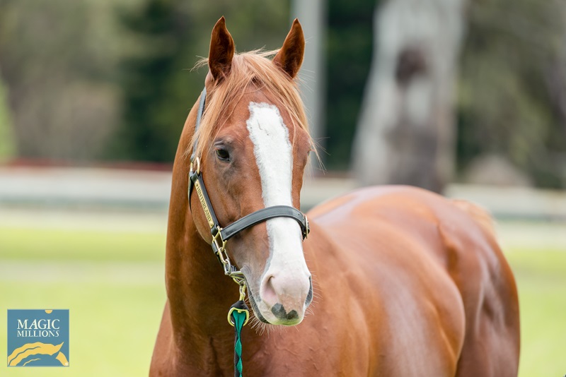 sale - narnia JDP_5652.jpg - Image 4