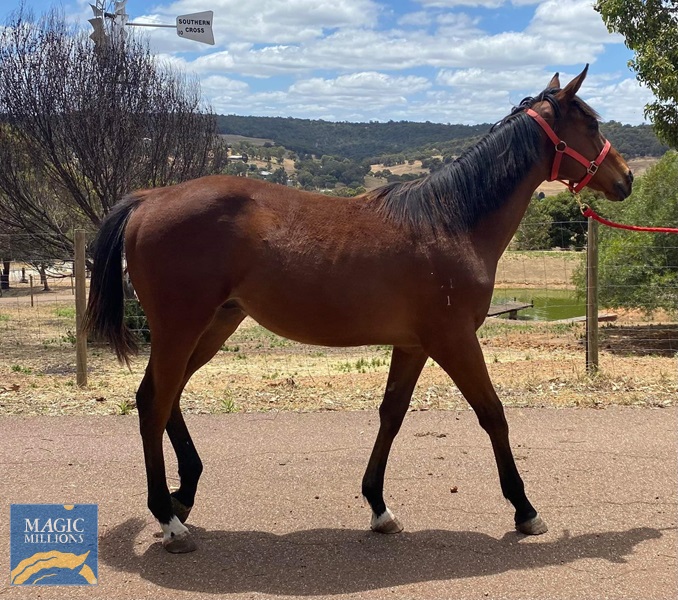 LongLeafcolt7.jpg - Image 1