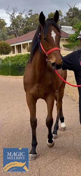 LongLeafColt2.jpg - Image 2