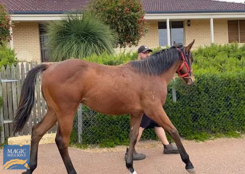 LongLeafColt1.jpg - Image 3