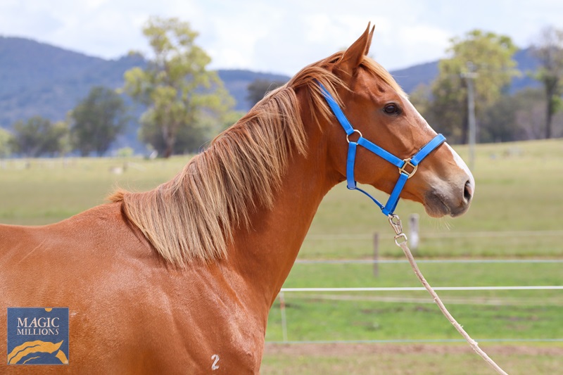 Max O' Max-3.jpg - Image 3