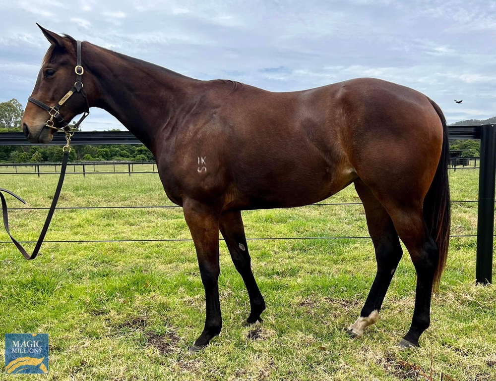 Better Than Ready (AUS) / Miss Independent (AUS) 2020 Filly - Image 1