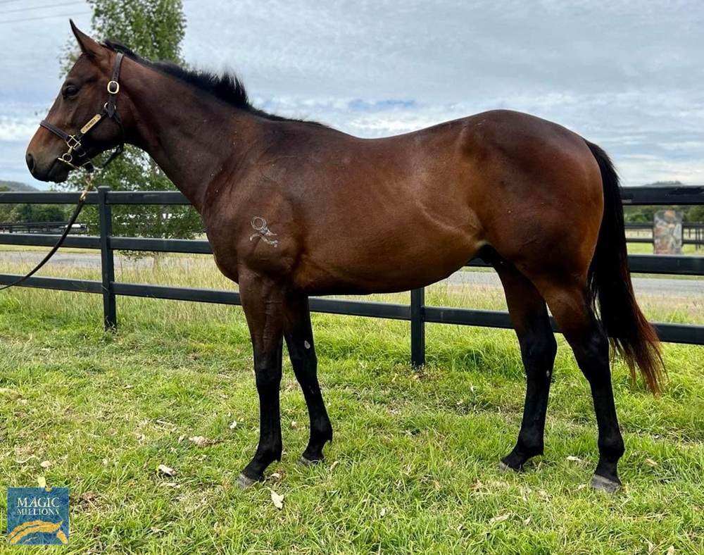 Invader (AUS) / Article (NZ) 2020 Colt - Image 1