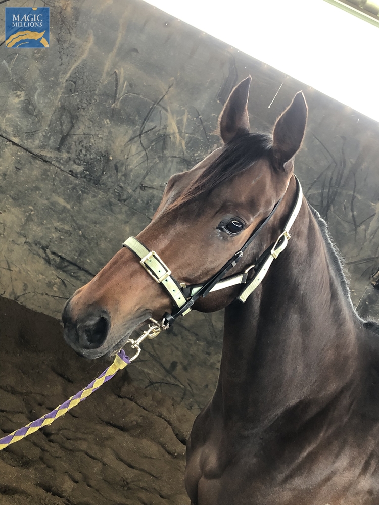 Whiskey Row (AUS) - Image 2