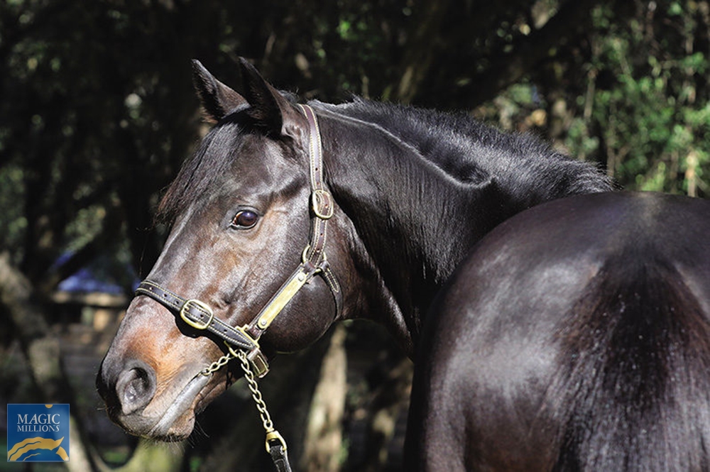 Last Typhoon (AUS) - Image 2