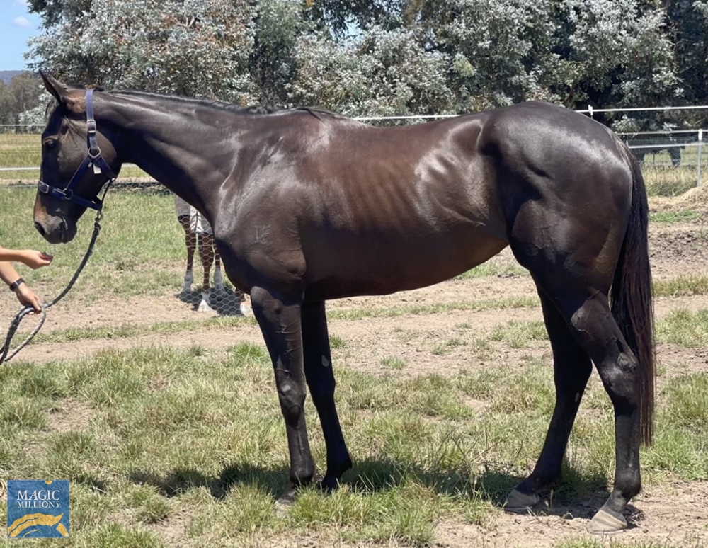 Isola Sacra (NZ) - Image 1