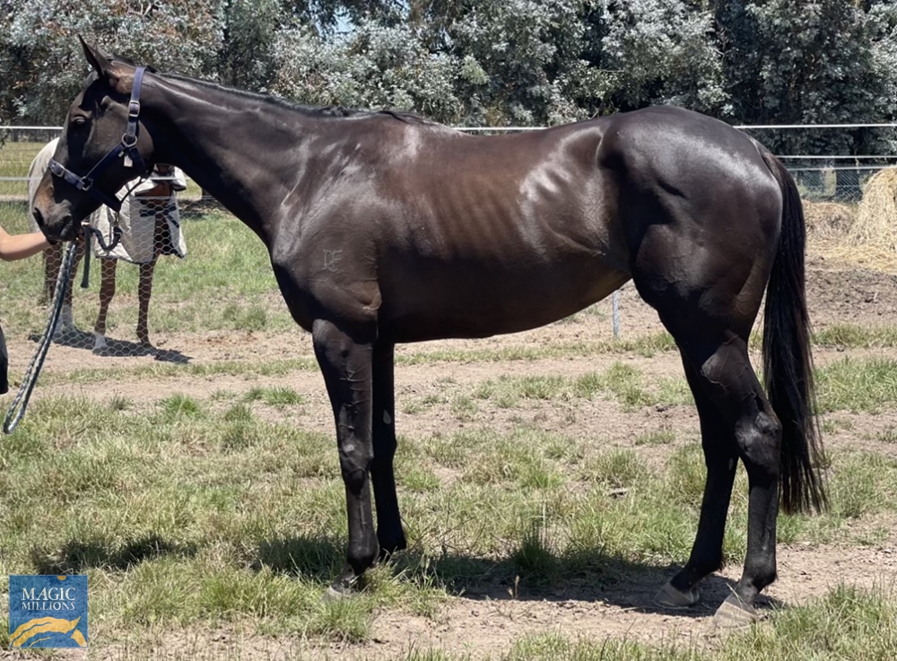 Isola Sacra (NZ) - Image 2