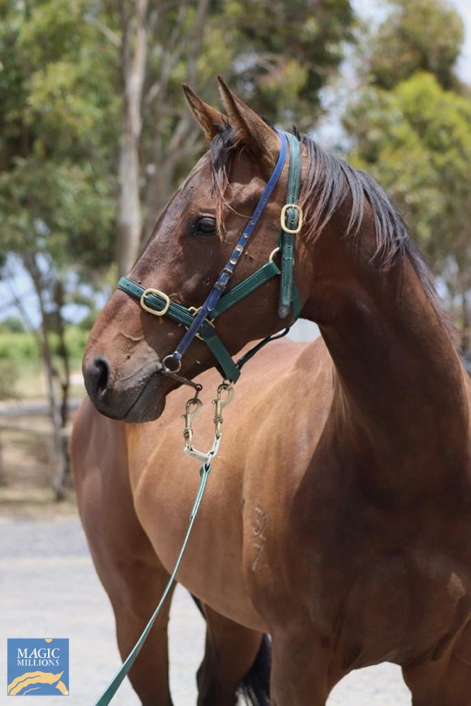 Short Stories (AUS) - Image 4