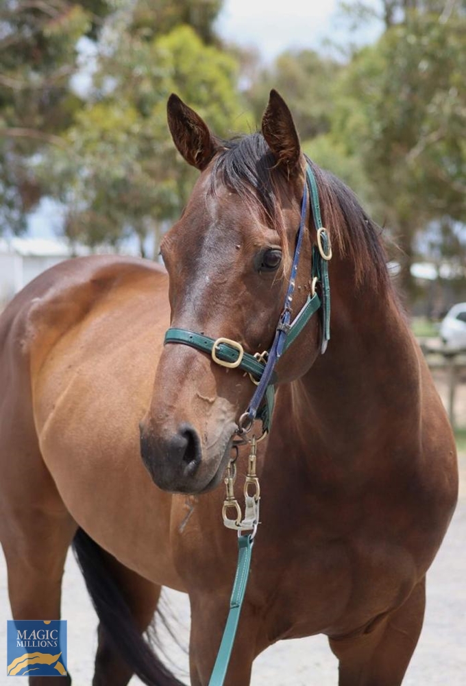 Short Stories (AUS) - Image 5