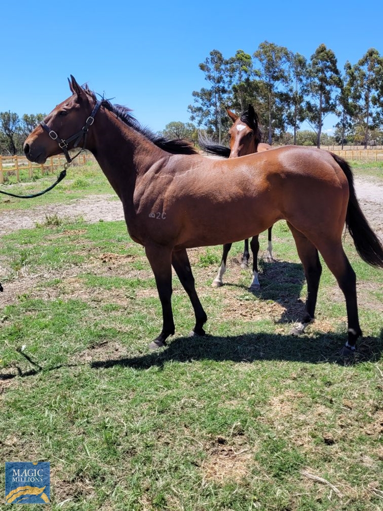 We Wonder Why (AUS) - Image 1