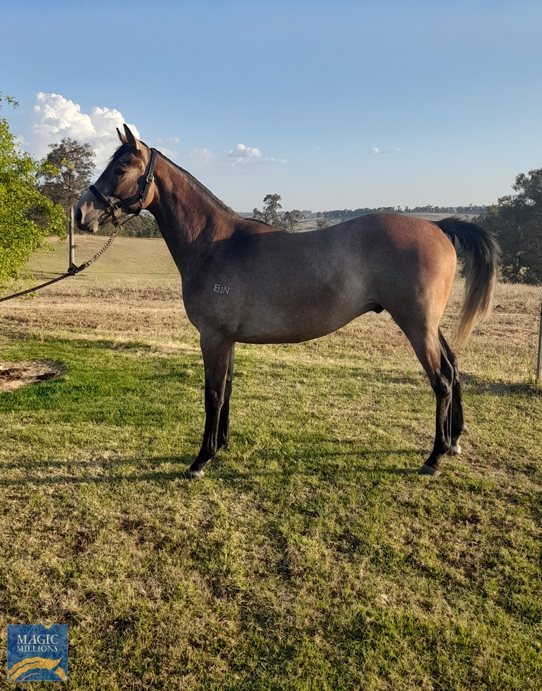 Dash for Cash (AUS) / Giverny (AUS) 2020 G - Image 1