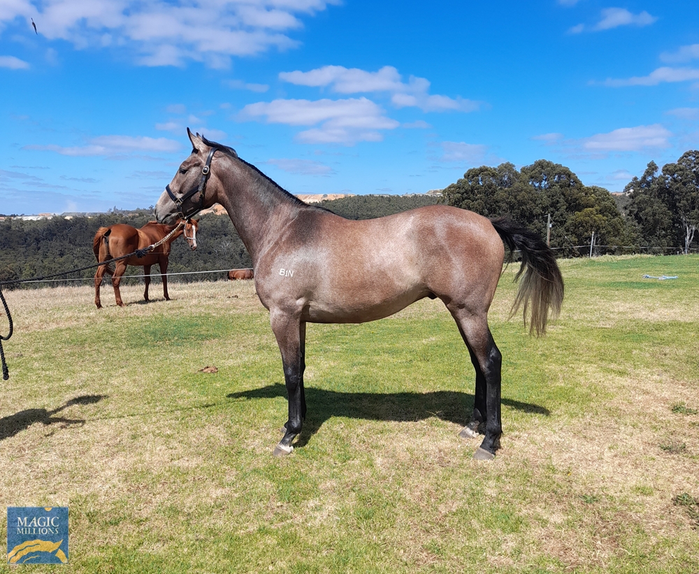 Dash for Cash (AUS) / Giverny (AUS) 2020 G - Image 2