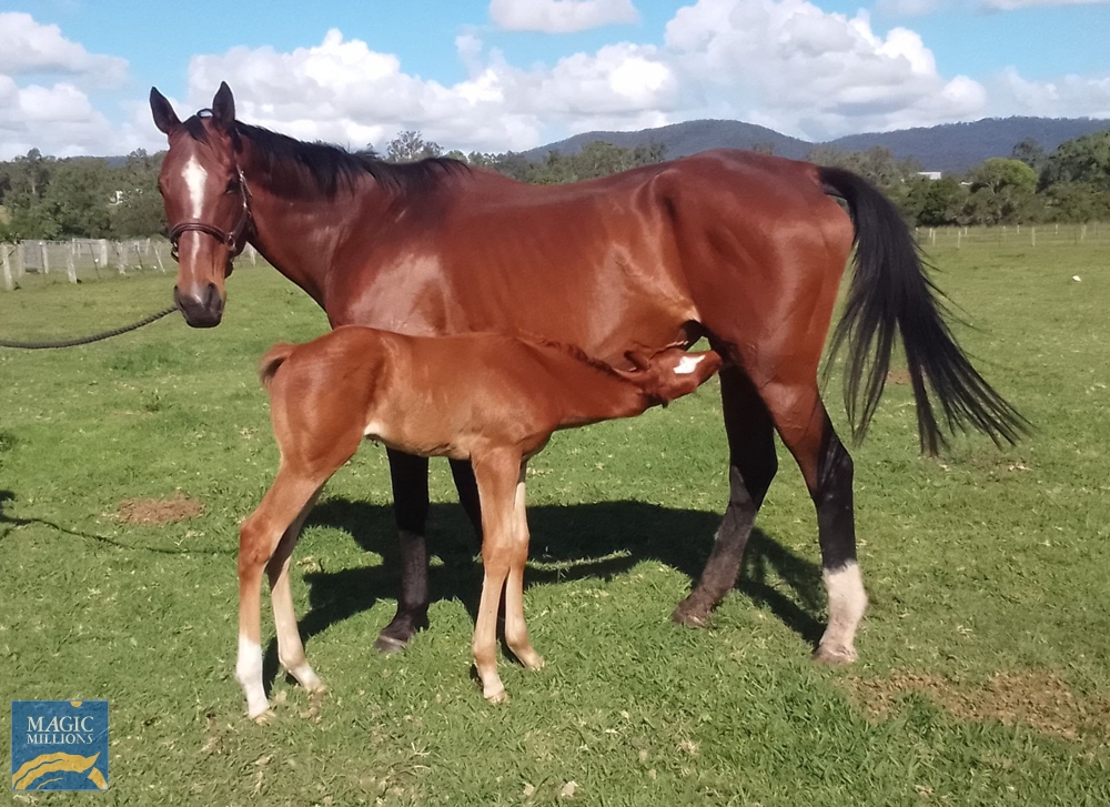 Testa's Big Lassie (AUS) - Image 1