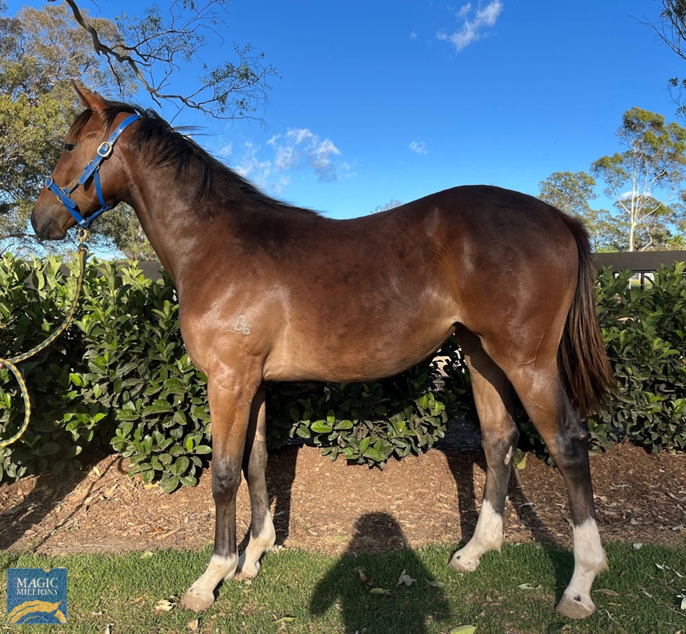 Shalaa (IRE) / Midnight Oil (NZ) 2021 Filly - Image 1
