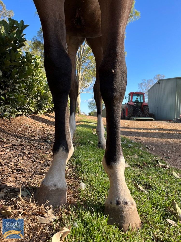 Shalaa (IRE) / Midnight Oil (NZ) 2021 Filly - Image 2