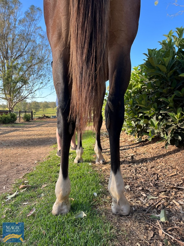 Shalaa (IRE) / Midnight Oil (NZ) 2021 Filly - Image 3