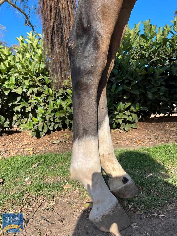 Shalaa (IRE) / Midnight Oil (NZ) 2021 Filly - Image 5