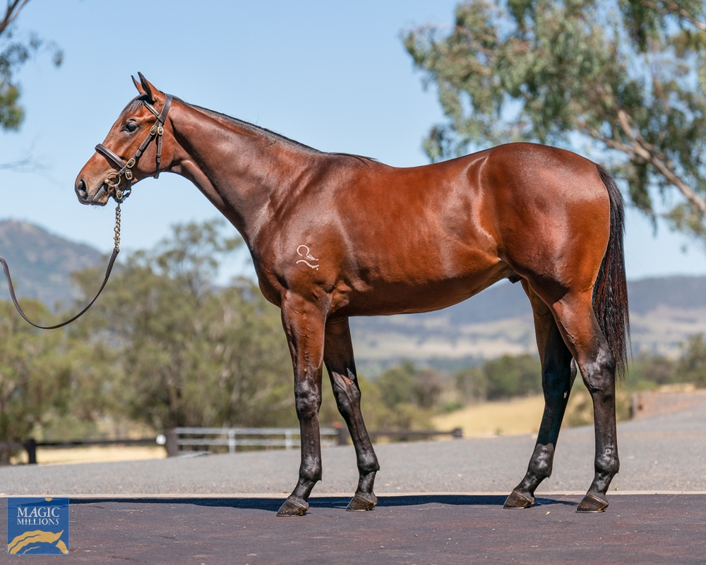 Nicconi (AUS) / Ahbelle (AUS) 2021 Colt - Image 1