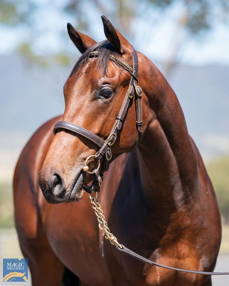 Nicconi (AUS) / Ahbelle (AUS) 2021 Colt - Image 2