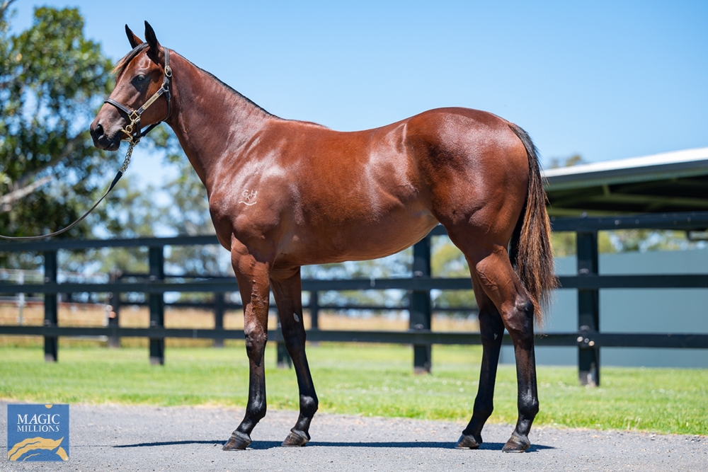 Toronado (IRE) / Another Show (AUS) 2021 Filly - Image 1