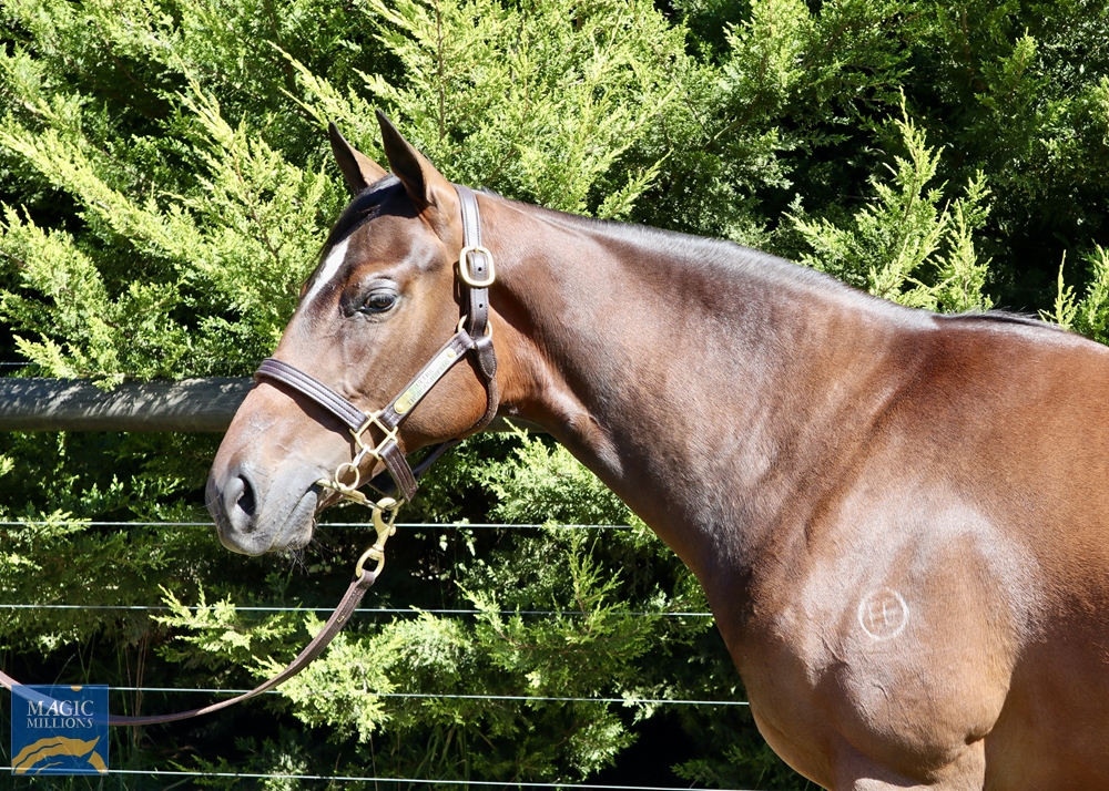 Shamus Award (AUS) / Cosmic Rock (AUS) 2021 Filly - Image 2
