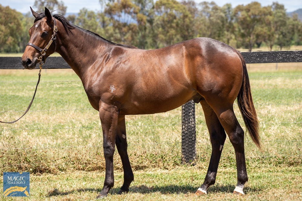 Harry Angel (IRE) / Pellicle (AUS) 2021 Colt - Image 1