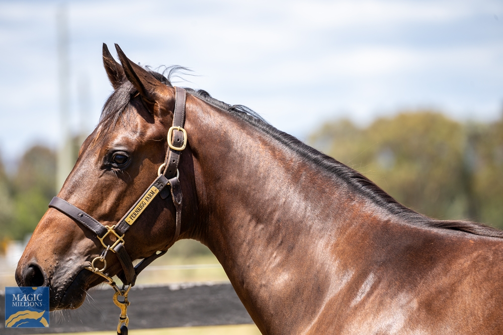 Harry Angel (IRE) / Pellicle (AUS) 2021 Colt - Image 2