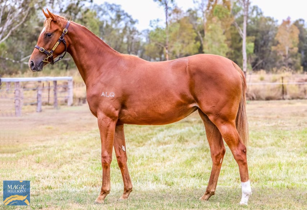 Sun City (AUS) / Gallinari (AUS) 2021 Filly - Image 1