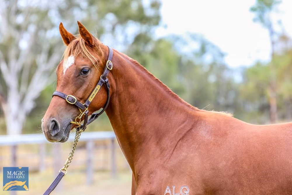 Sun City (AUS) / Gallinari (AUS) 2021 Filly - Image 2