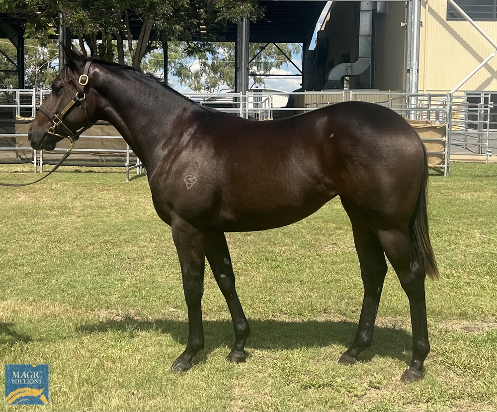 Sooboog (AUS) / Futureal (AUS) 2021 Filly - Image 1