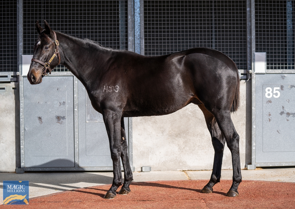 Dracarys (AUS) / Island Bel (AUS) 2021 Colt - Image 1