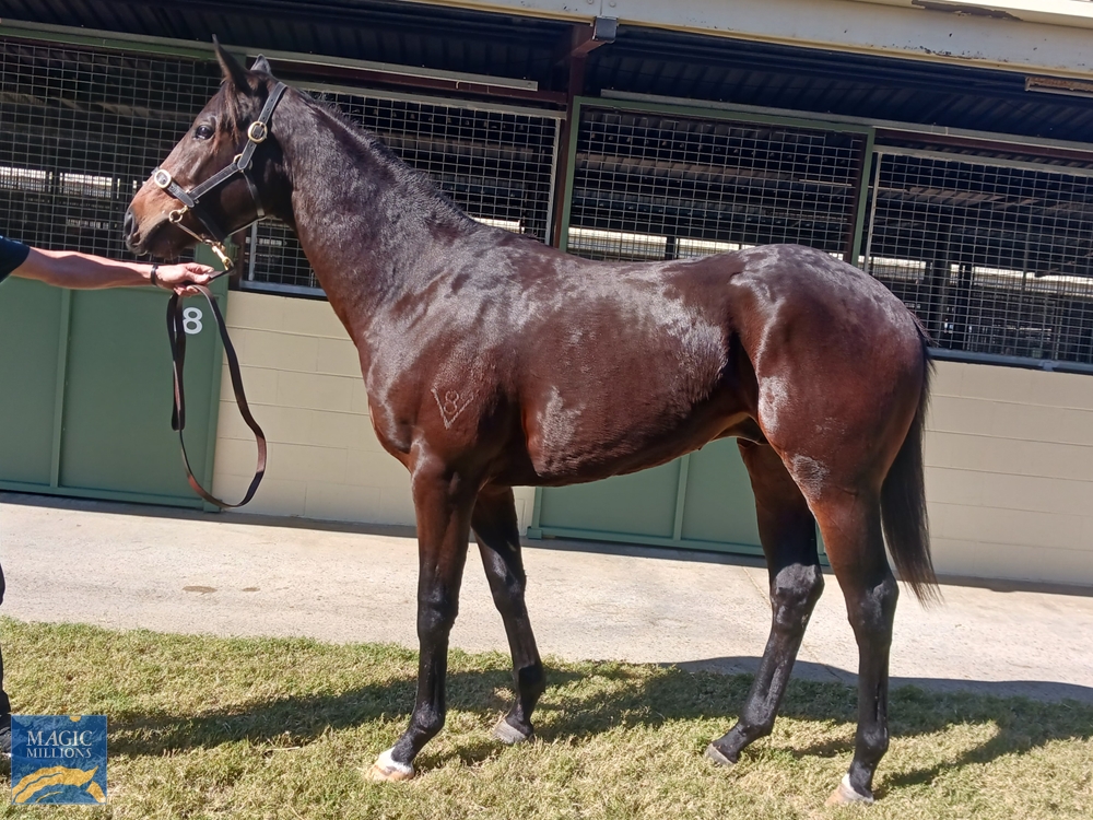 Under the Louvre (AUS) / Royal Seal (AUS) 2021 Colt - Image 1