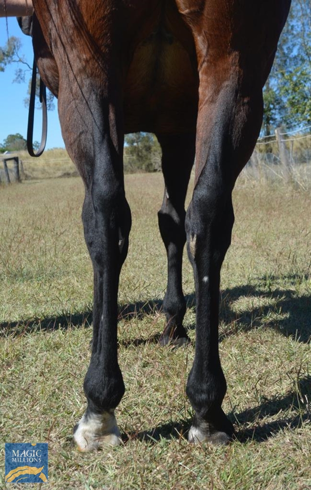 Jacsaid (AUS) - Image 2