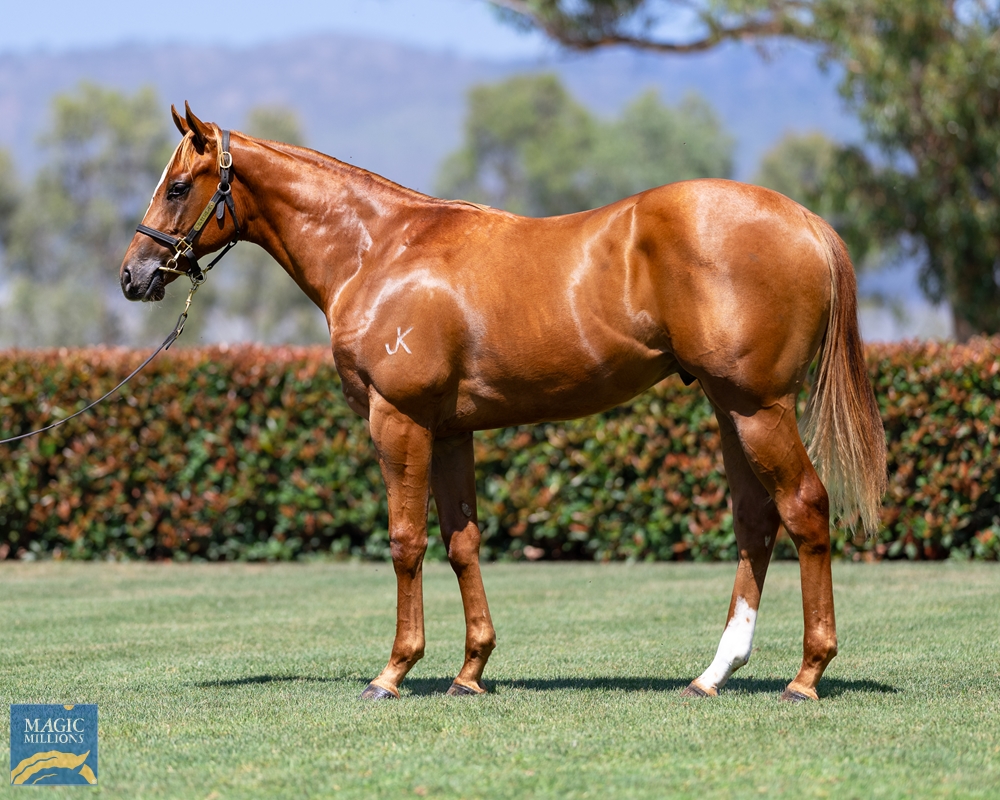 Doubtland (AUS) / Partyhouse (AUS) 2022 Colt - Image 1