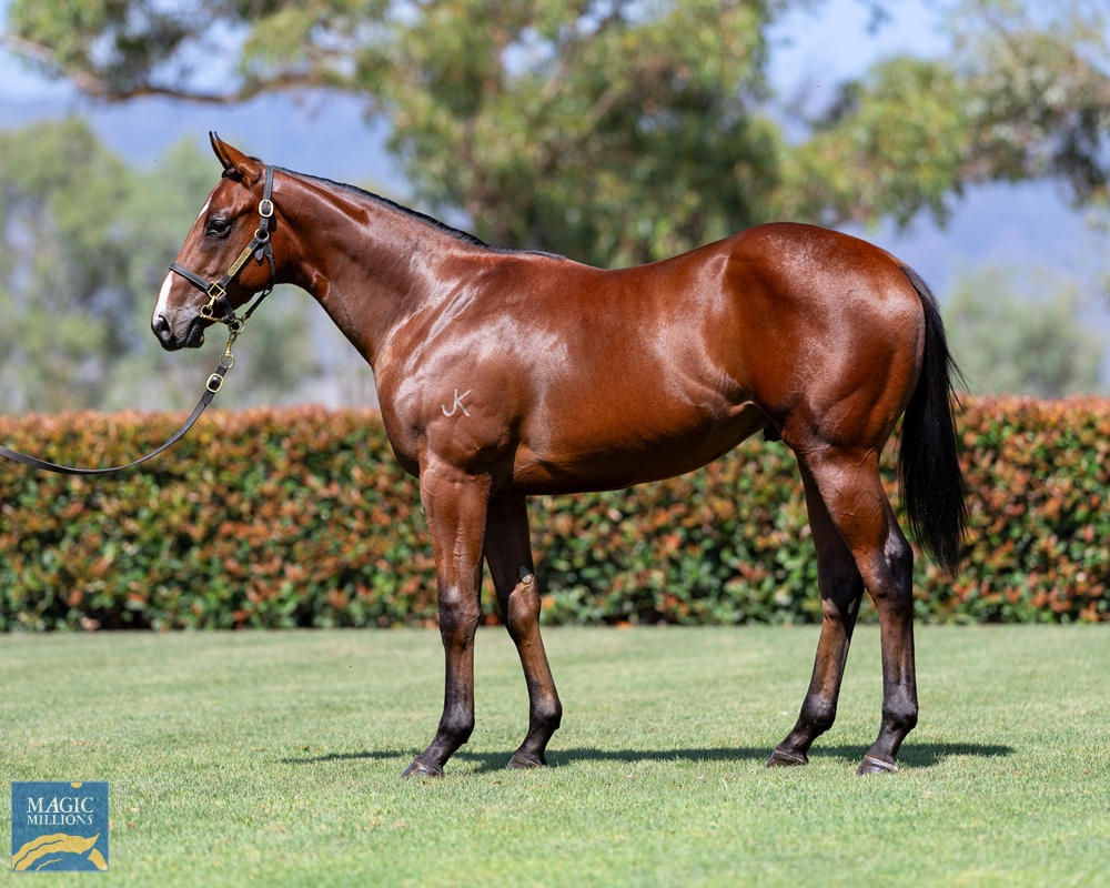 Zousain (AUS) / Hold for Ransom (AUS) 2022 Colt - Image 1