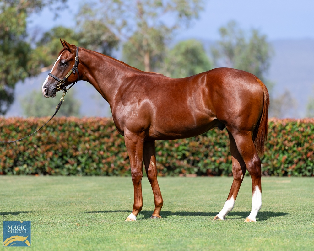 Dirty Work (AUS) / Italian Storm (AUS) 2022 Colt - Image 1