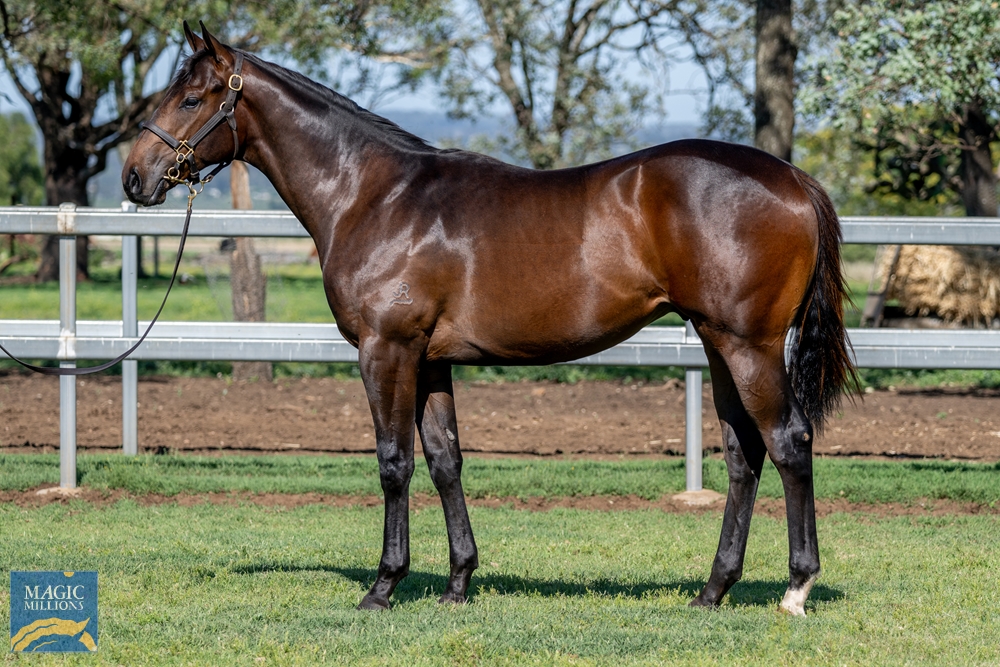All Too Hard (AUS) / Terrifying (AUS) 2022 Colt - Image 1