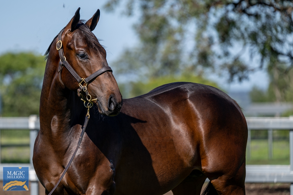 All Too Hard (AUS) / Terrifying (AUS) 2022 Colt - Image 2