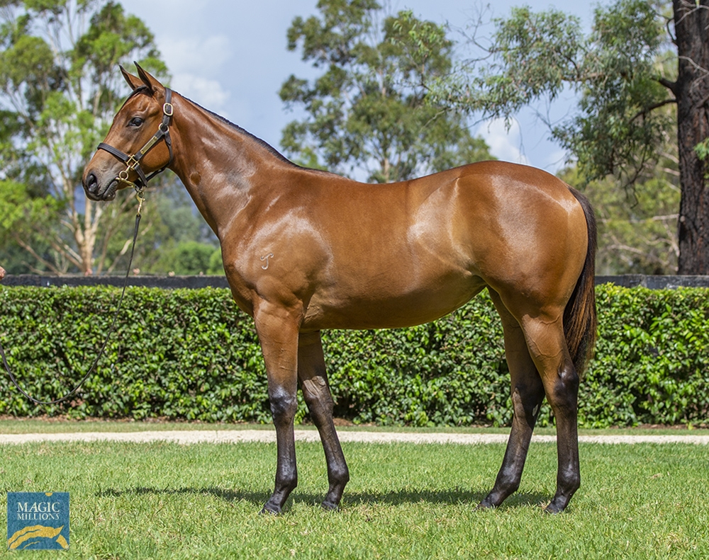 I Am Invincible (AUS) / Mark Two (NZ) 2022 Filly - Image 1
