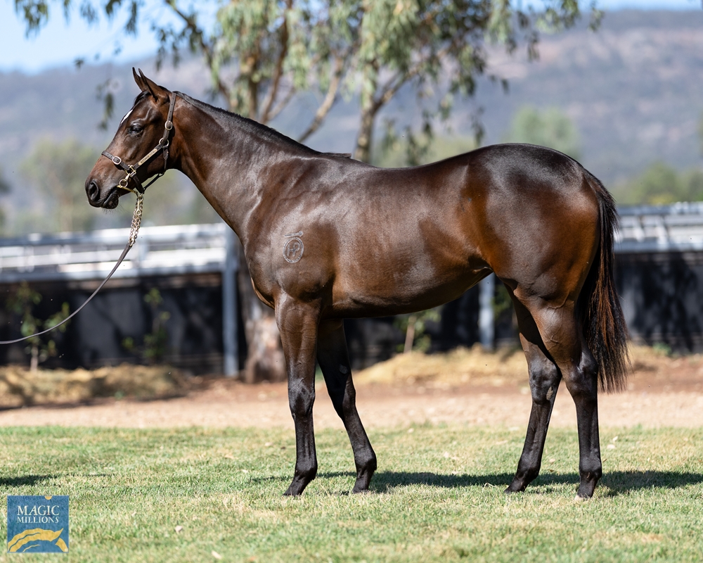 Capitalist (AUS) / Vincere Volare (AUS) 2022 Filly - Image 1