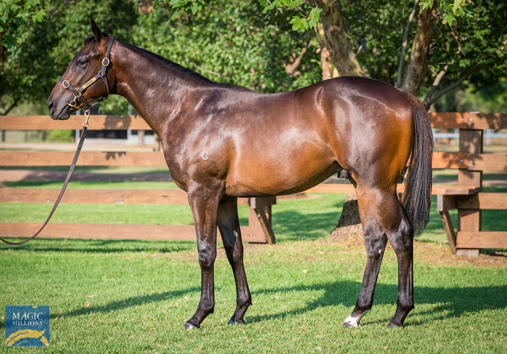 Pierro (AUS) / Pickin' Time (AUS) 2022 Colt - Image 1