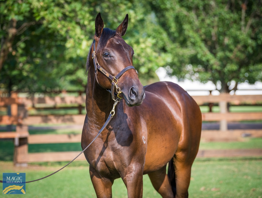 Pierro (AUS) / Pickin' Time (AUS) 2022 Colt - Image 2