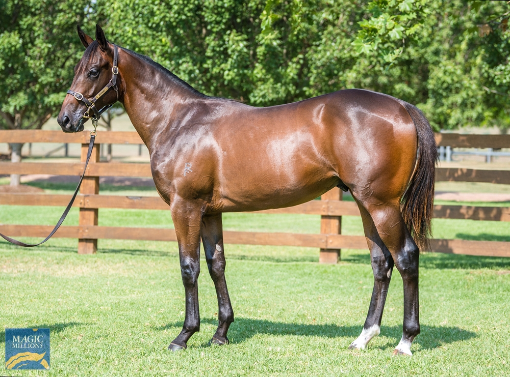 Zoustar (AUS) / Unassailed (AUS) 2022 Colt - Image 1