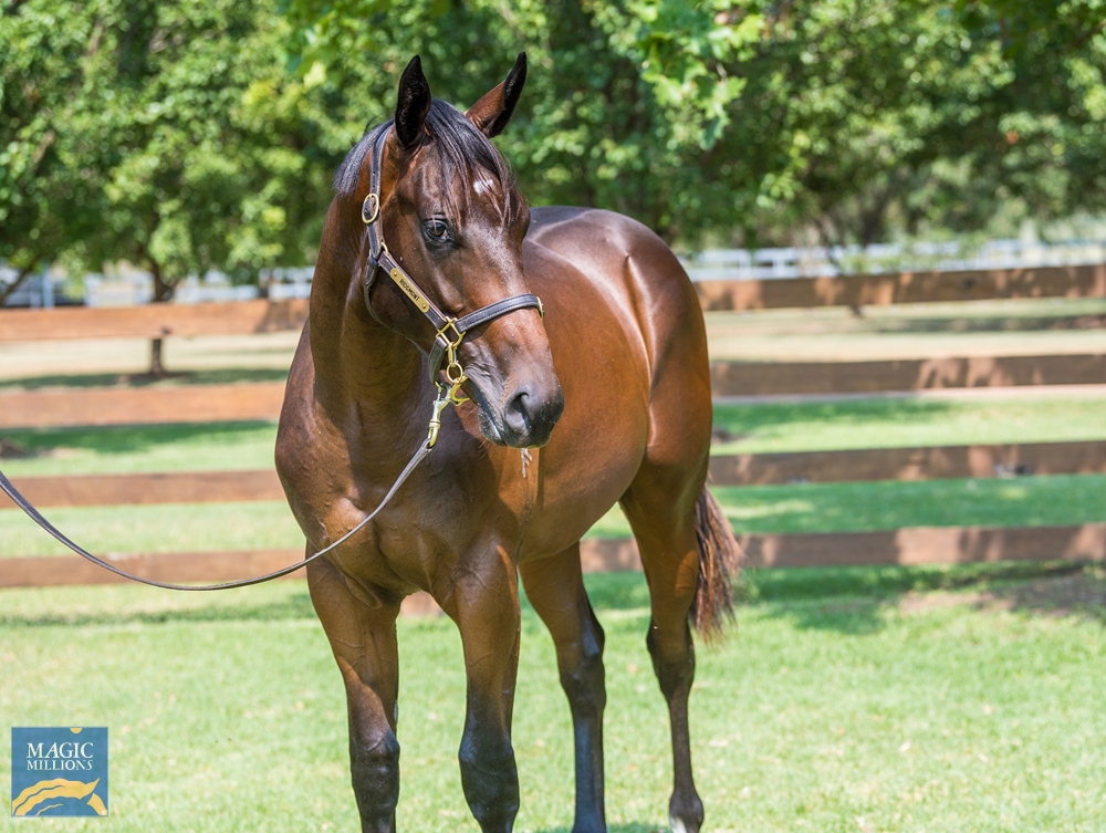 Zoustar (AUS) / Unassailed (AUS) 2022 Colt - Image 2