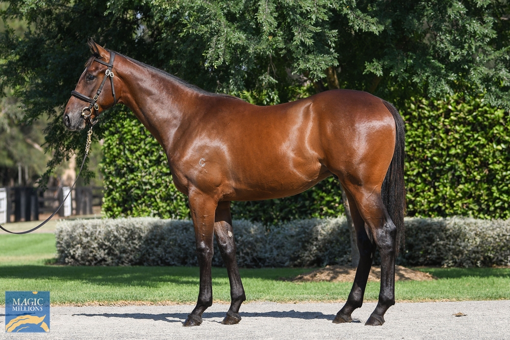 American Pharoah (USA) / Harvest Start (AUS) 2022 Colt - Image 1