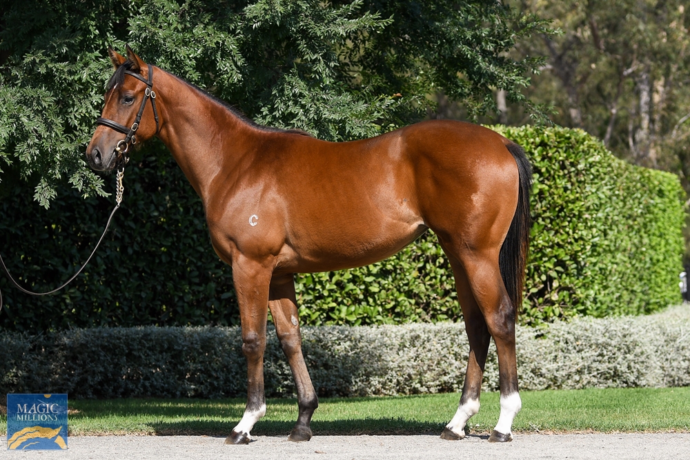 Yes Yes Yes (AUS) / Muzyka (AUS) 2022 Filly - Image 1
