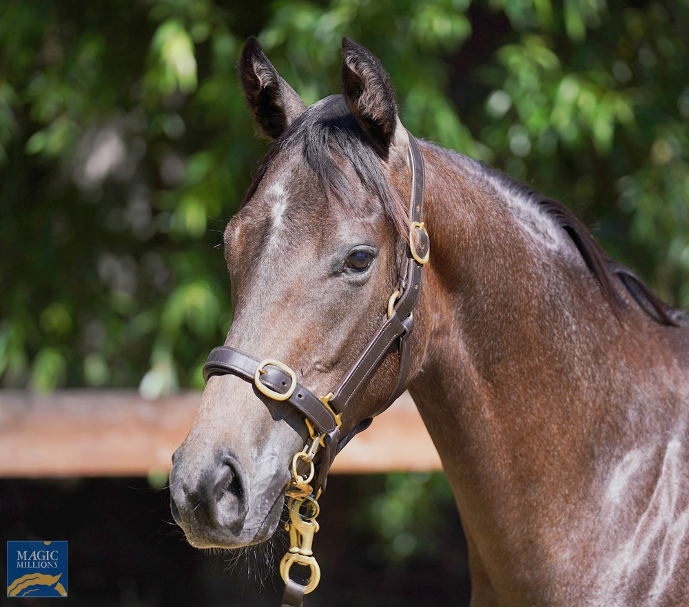 Zousain (AUS) / Blue Carlou (AUS) 2022 Filly - Image 1