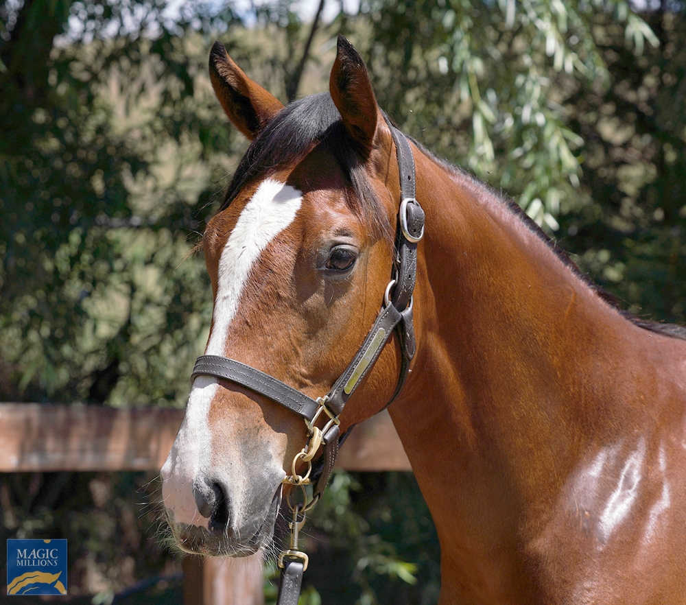 Unite and Conquer (AUS) / Falqueen (AUS) 2022 Colt - Image 1